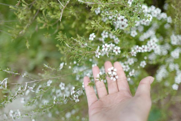 Besonderheit und gesundheitliche Vorteile von Manuka Honig